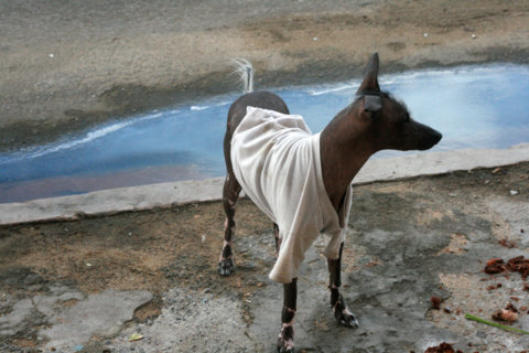 Dog in Havana